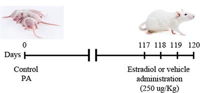 Estradiol Activates PI3K/Akt/GSK3 Pathway Under Chronic Neurodegenerative Conditions Triggered by Perinatal Asphyxia